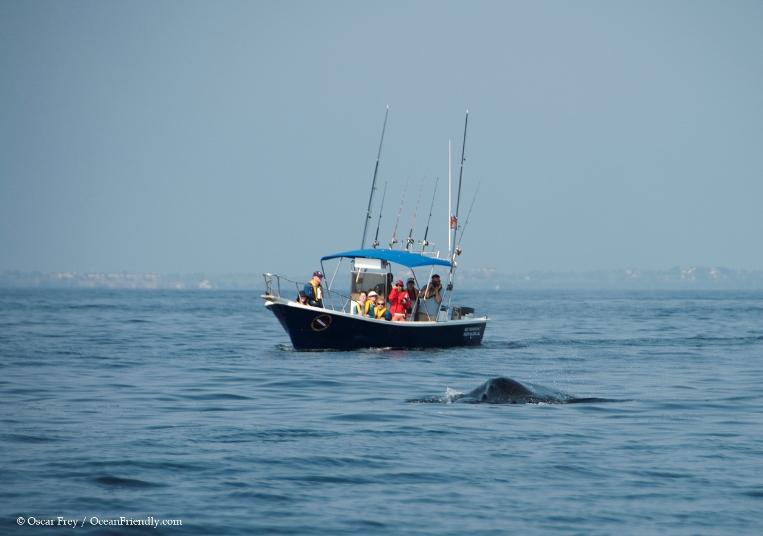 puerto vallarta nature tours and ecotourism - humpback whale